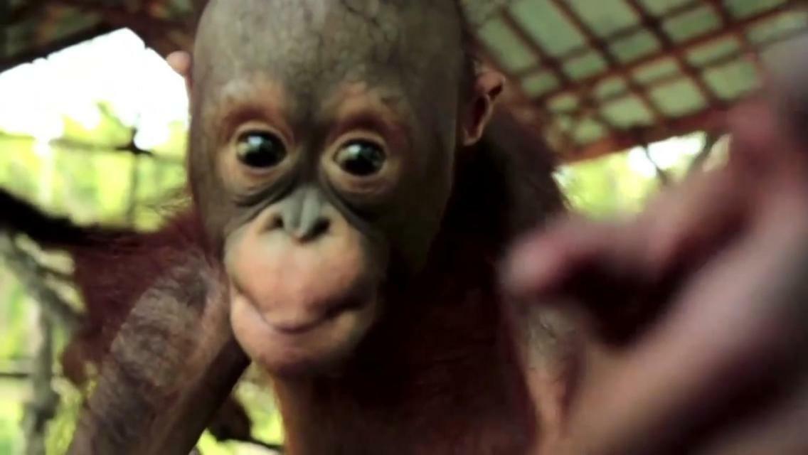 Orangutan Shaka Houseboat With Cabin Pangkalanbuun Exterior foto