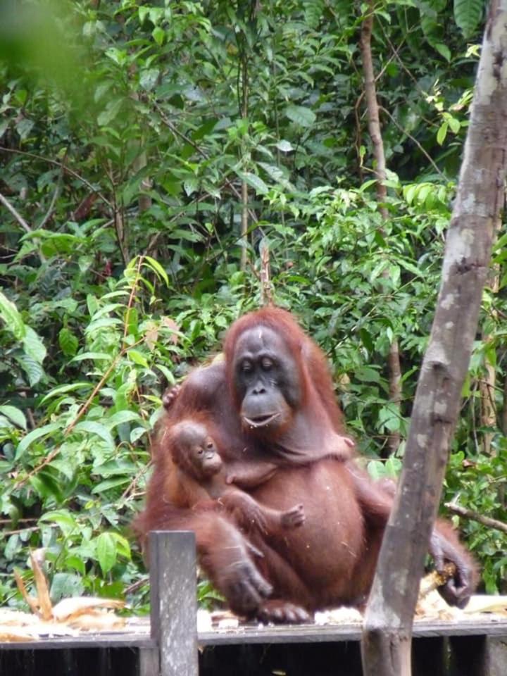 Orangutan Shaka Houseboat With Cabin Pangkalanbuun Exterior foto